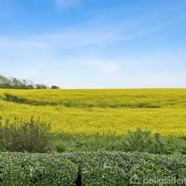 Gult blomsterfelt strækker sig under en blå himmel. Forgrunden har en veltrimmet grønhæk. Træer ses i baggrunden langs horisonten. Ingen tekst at transskribere.