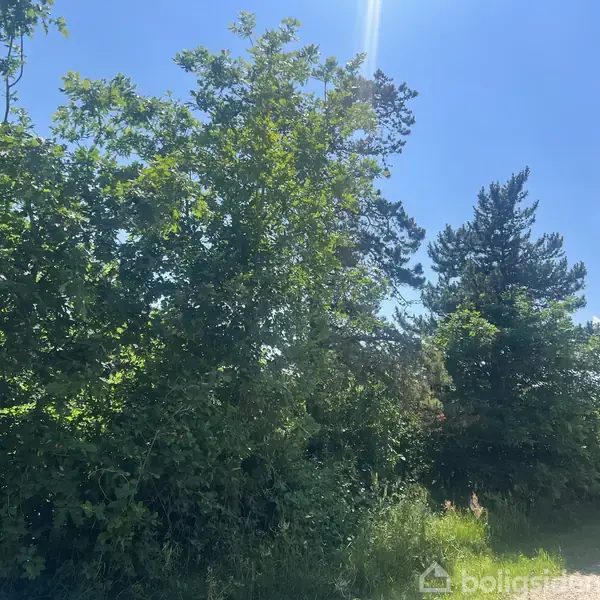 Grønne træer står stille i en frodig have under en klar blå himmel. Teksten "boligsiden" ses i nederste højre hjørne.