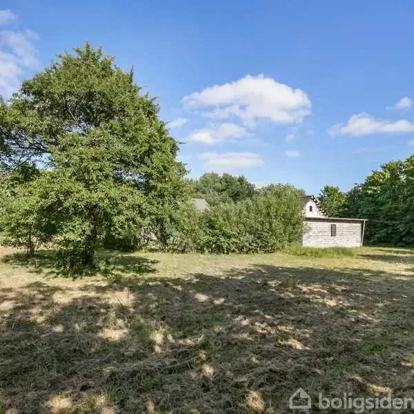 En stor, grøn træ står på en åben græsplæne ved siden af en lille, grå bygning. Omgivet af tætte træer og en klar blå himmel.