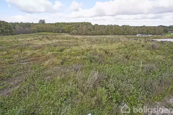 Græsareal vokser vildt på en åben mark, omgivet af et skovbryn under en himmel med spredte skyer.