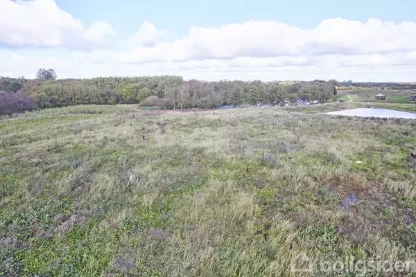 En stor, åben mark med vildtvoksende græs strækker sig under en klar himmel; omkranset af skov i det fjerne.