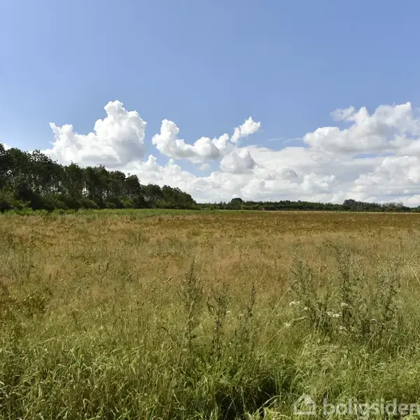 En mark med højt græs står stille under en blå himmel med spredte skyer. Der er en skovgrænse i baggrunden og en vej til højre.