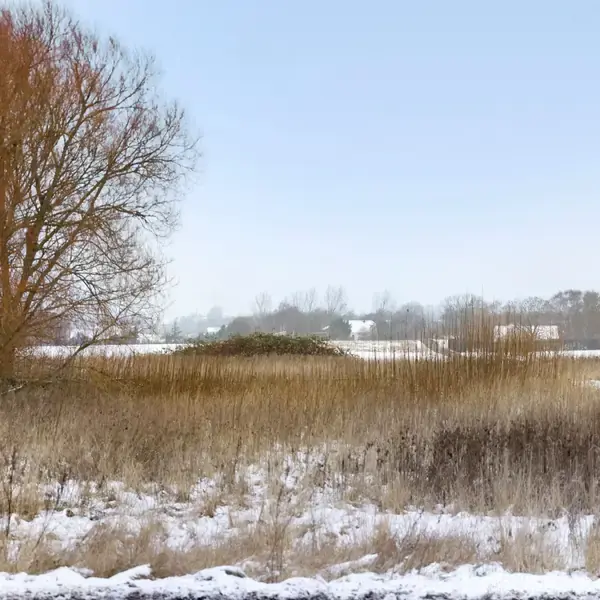 Sneklædt landskab med nøgne træer og græsser. Omkringliggende marker dækket af et let lag sne under en klar blå himmel. Ingen tekst er synlig i billedet.