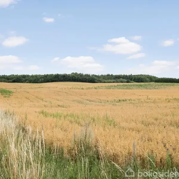 En gylden kornmark strækker sig mod en horisont af grønne træer og en blå himmel. Græs og buske kantar marken i forgrunden. Ingen tekst i billedet.