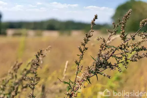 Planter rager frem i forgrunden, bøjet let af vinden, i en solbeskinnet mark. I baggrunden er der en sløret horisont og træer, der giver dybde til naturudsigt.