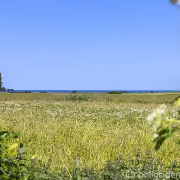 En grøn mark med blomster strækker sig mod havet i horisonten, under en klar blå himmel. Forgrunden har buske og hvide blomster til højre.