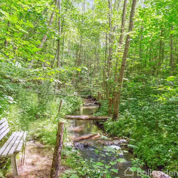 Bænk står stille ved siden af en lille bæk i en tæt skov, omgivet af frodig, grøn vegetation og høje træer. En fredelig, naturlig atmosfære hersker i scenen.