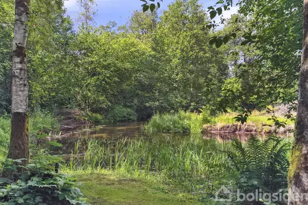 En lille skovsø omkranset af tæt bevoksning med høje træer og græs. Sollys filtrerer gennem trækronerne og oplyser den frodige grønne vegetation omkring søen.