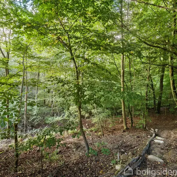 Skov med tætte, grønne træer står stille i en frodig skovbund. Bladene filtrerer lyset, skaber skygger, mens en lille sti snor sig gennem træerne.