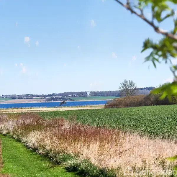En mark strækker sig mod en blå sø i baggrunden, omgivet af skov og spredte træer under en klar blå himmel.