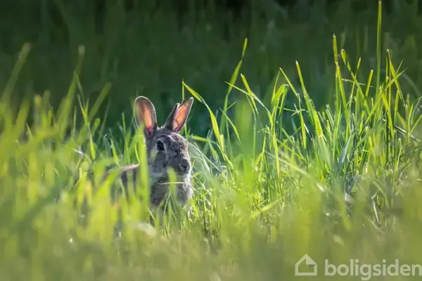 Landejendom på Bonderup Vestergade 3, 9690 Fjerritslev