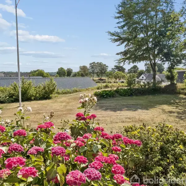Lyserøde hortensia blomstrer i forgrunden, står stille i en solrig have. I baggrunden ses en græsplæne, træer og et par huse under en klar, blå himmel.