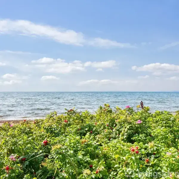 Grøn busk med lyserøde blomster foran, står stille med havet og en skyfri blå himmel i baggrunden, hvilket skaber en fredfyldt kystscene.