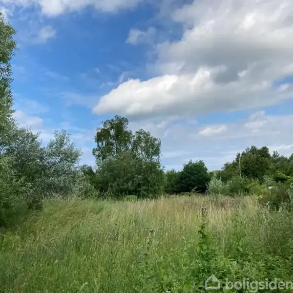 Grønt område med højt græs vokser vildt blandt træer og buske under en himmel med spredte skyer.