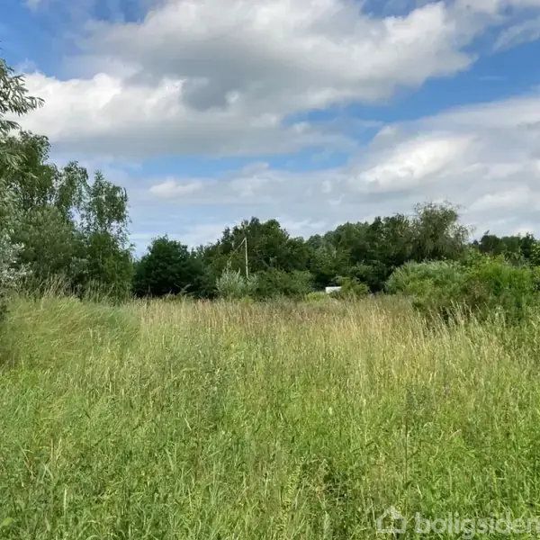 Græs fylder en åben eng, svajende forsigtigt i vinden, omgivet af spredte træer under en blå himmel med skyer.