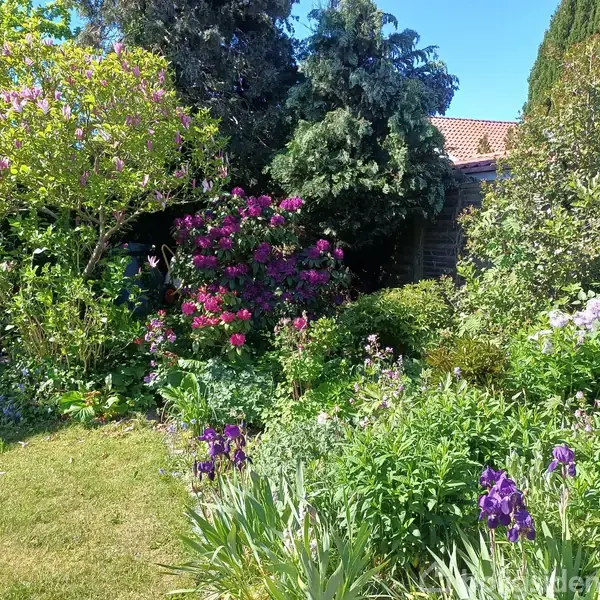 En frodig have med blomstrende buske og blomster i forskellige farver. Træer og buske omkranser en græsplæne under en klar blå himmel.