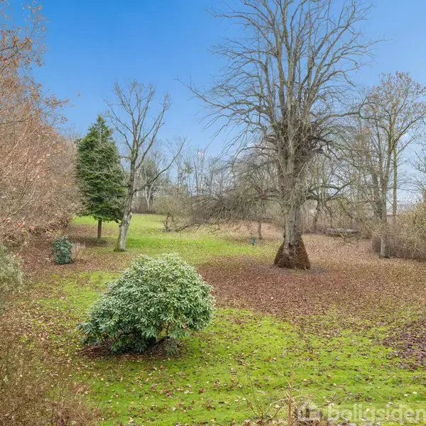 Græsplæne dækket af faldne blade, hvor et stort træ står i midten, omgivet af buske og andre træer i en have. Klar blå himmel i baggrunden.