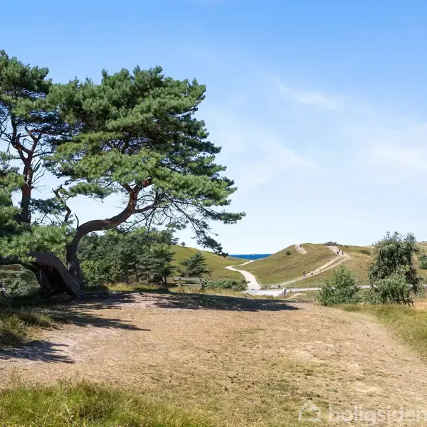 Et buet træ står i en åben natur med en sti, der snor sig gennem bakken. Længere væk kan man ane himlen og en glimt af havet i horisonten.