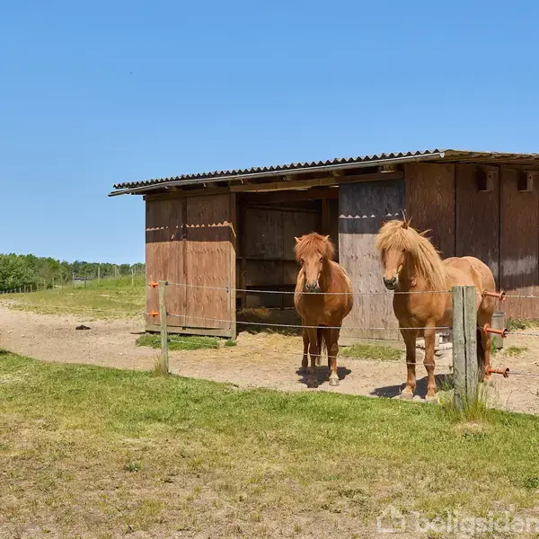 To heste står foran en træbygning i en indhegning. Baggrunden består af en græsmark og en klar blå himmel.