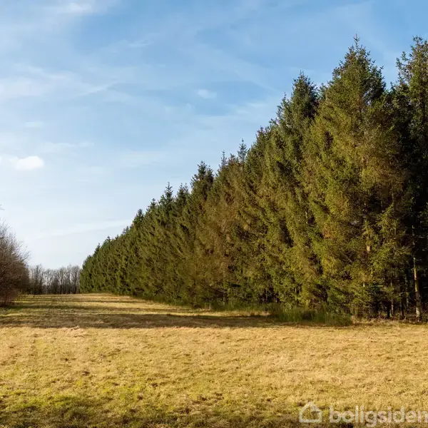 En række høje nåletræer står langs en gul græsslette under en klar blå himmel, der skaber en naturlig allé midt i et åbent landsskabsområde.