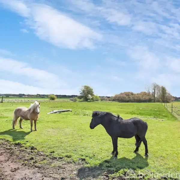 To heste står stille på en grøn mark, omgivet af hegn og spredte træer under en klar blå himmel.