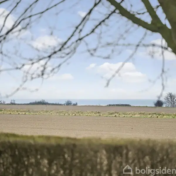 To træer står på en grøn græsplæne ved siden af en flisebelagt terrasse. I baggrunden ses en mark omgivet af en hæk under en blå himmel med lette skyer.