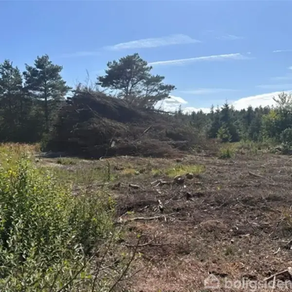 En stor bunke grene ligger på en skovlysning ved siden af en grusvej. Træer omringer området under en klar blå himmel uden synlig tekst.