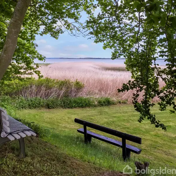 Bænk står stille i grøn park, omgivet af træer og græs, med udsigt over siv og vand i baggrunden.