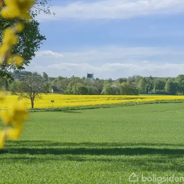 En grøn mark strækker sig i forgrunden, med blomstrende gult rapsfelt bagved. I baggrunden ses en kirke og skovklædte områder under en blå himmel med skyer.