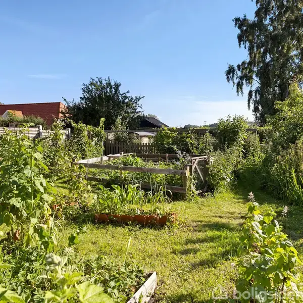 En grøn have med frodige planter og højbede i et solbeskinnet område omgivet af hegn og træer.