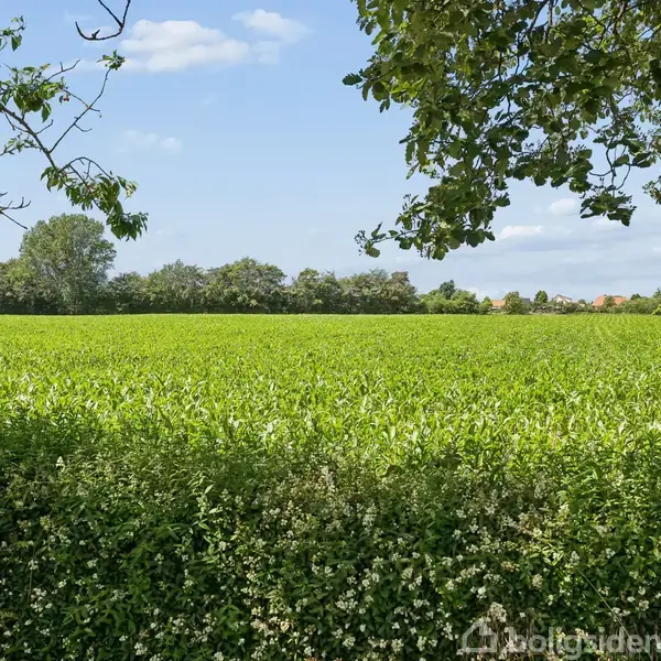 En frodig grøn mark strækker sig ud under en blå himmel med spredte skyer. Trægrene rammer scenen foroven, og i baggrunden ses en række træer og bygninger.