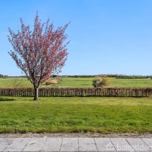 Træ står alene i en grøn græsplæne med rosa blomster i en åben mark. Blå himmel og fjerntliggende træer. Fliser i forgrunden.