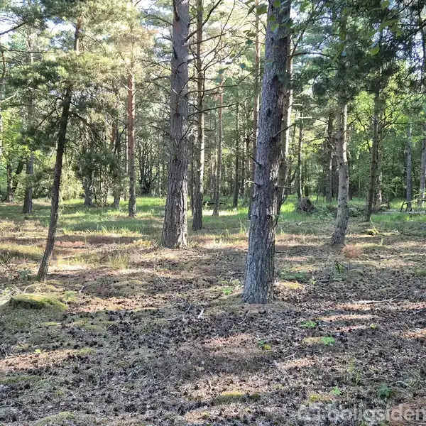Skov med høje træer står roligt blandt lav vegetation og skygger. Sollys siver gennem løvet, hvilket skaber et mønster af lys og skygge på skovbunden.
