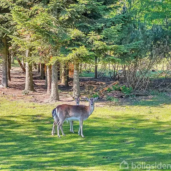 En hjort står stille på en solbelyst græsplæne omgivet af en skov med tætte grønne træer i baggrunden.