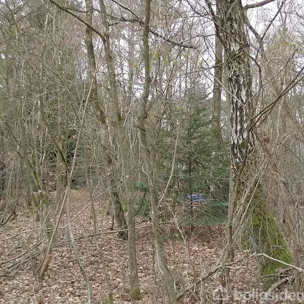 En skov med spredte træer og buske. Jorden er dækket af visne blade, og flere træer har mos på stammerne. Det er en rolig og naturlig skovscene.