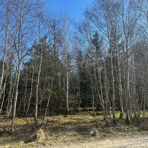Træer står stille i en skov, omgivet af mosdækket jord under en klar blå himmel.