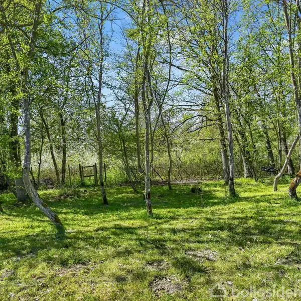 Træer står stille i en skovlysning, omgivet af frodigt græs og klare blå himmelstræk, hvilket skaber en fredfyldt, naturlig atmosfære.