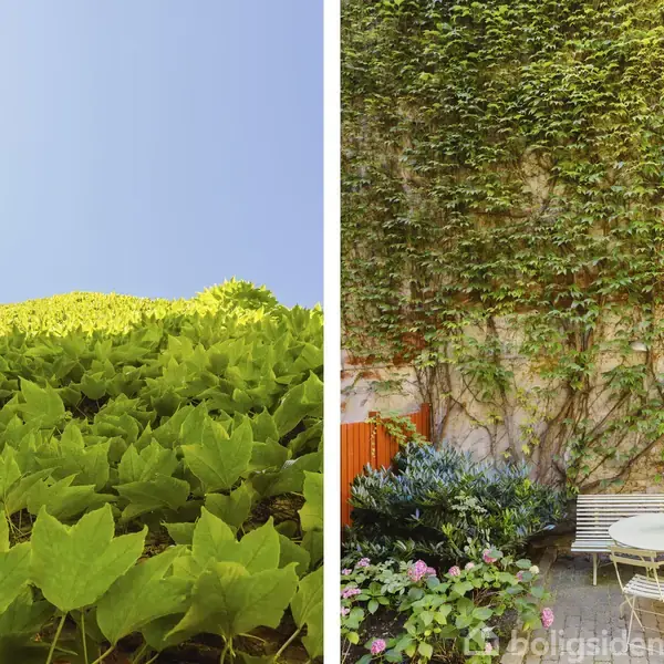 Mur dækket af grønne blade klatrer opad til venstre. Til højre ses en gårdhave med et bord, stole og frodige planter, omkranset af en mur med klatrende vin.