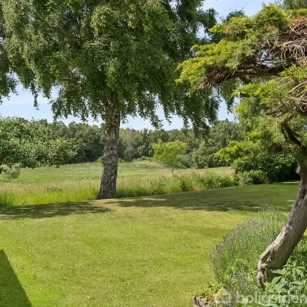 Græsplæne med enkeltstående træer vokser i en solrig have. Bænken i venstre hjørne antyder et afslapningsområde. Baggrunden viser en tæt skov og blå himmel.