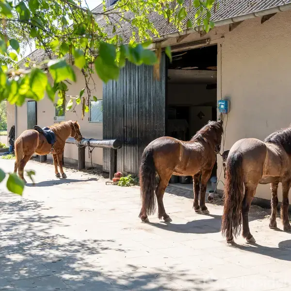 Tre heste står bundet til en staldvæg, med sadler på ryggen, under et solrigt, grønt område. Stalden er delvist åben, og der er skygge fra træernes blade.