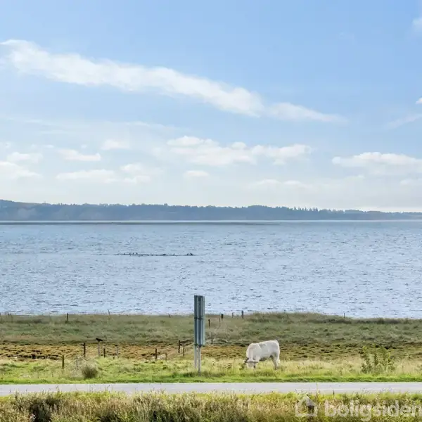 To køer græsser på en eng ved en søbred. Landskabet er roligt med udsigt over vandet under en blå himmel med spredte skyer.