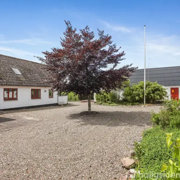 Et stort træ står midt i en gårdsplads med grus, omgivet af to hvide huse med mørke tage. Grønt buskads ses i højre forgrund.