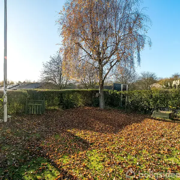 Et stort træ står i en have, kastende skygge på en græsplæne dækket af brune blade. Omkring træet ses buske, en bænk og en krukke.