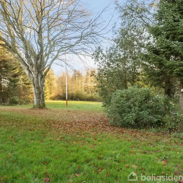Et stort, bladløst træ står roligt i en have ved siden af et hus. Græsplænen er dækket af visne blade, omgivet af buske og tætte fyrretræer.