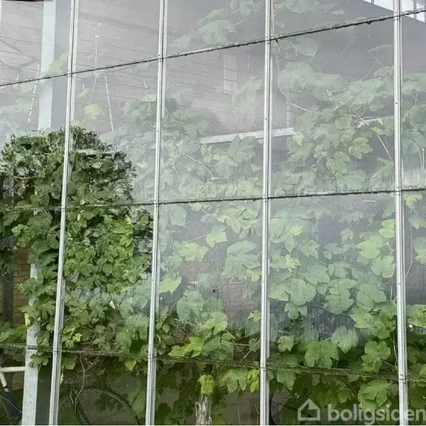 Et drivhus lavet af glas indeholder tætte, grønne planter og vinranker. Det reflekteres i de store glasruder, omkranset af en have.