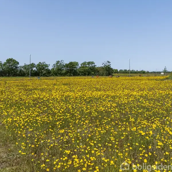 En mark fyldt med gule blomster står stille under en klar blå himmel. En grussti løber gennem marken. I baggrunden ses træer og et hus ved markens kant.