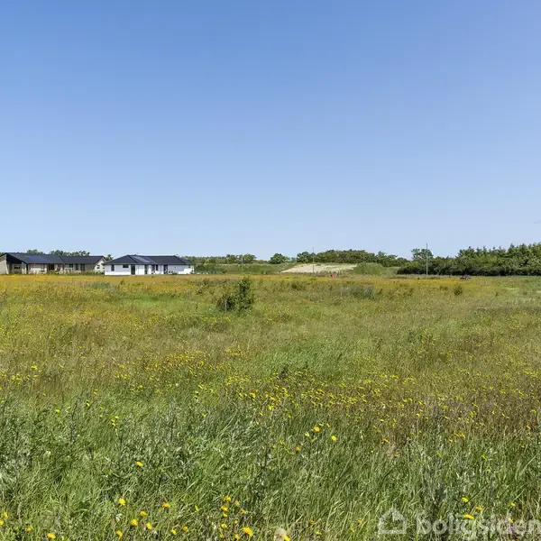 Et åbent græsareal med vilde blomster strækker sig mod horisonten; i baggrunden ses et lille hus på en solrig dag under en klar, blå himmel.