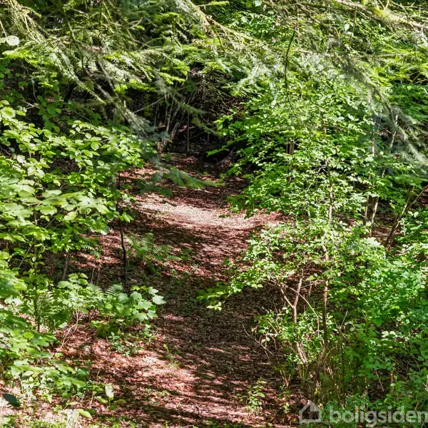 Sti dækket af blade snor sig gennem frodig skov, omgivet af tæt, grøn bevoksning og høje træer, der skaber skygger og mønstre i sollyset, dunkel serene atmosfære.