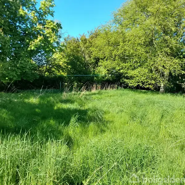 En frodig grøn græsplæne strækker sig under klare, blå himmel, omgivet af høje, tætte træer i en have eller park. Ingen tekst er til stede i billedet.