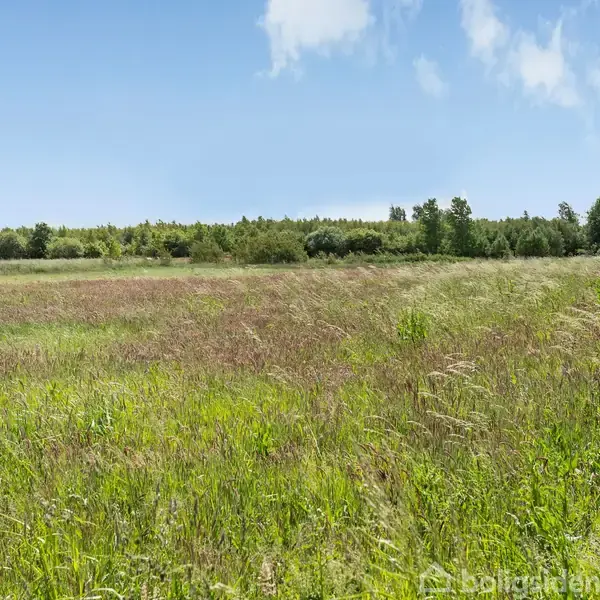 Græsmark svajer i vinden, omgivet af træer i baggrunden under en klar blå himmel med få skyer.